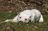 DOGUE ARGENTIN 522